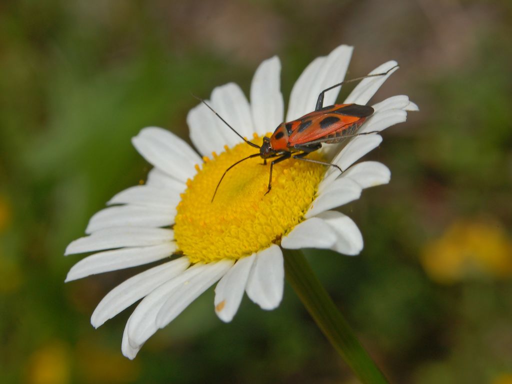 Calocoris nemoralis ?